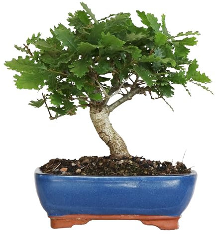 KENTIS - Bonsai di Quercus Pubescens - Quercia Roverella - Piante Vere da Esterno - Giardino Balcone Terrazzo - H 25-35 cm Vaso in Ceramica 21 cm