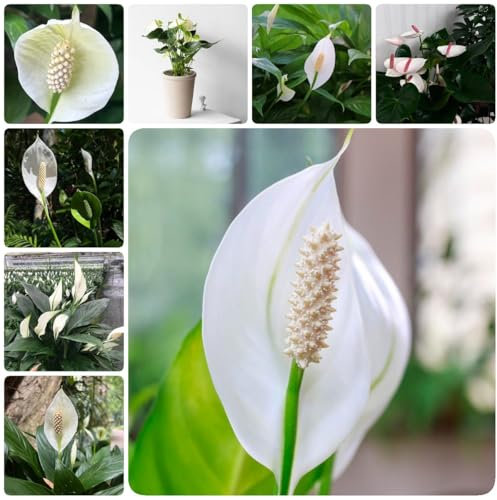 Spathiphyllum-samen garden einblatt zimmerpflanze samen blumenbeet pflanzensamen blumen balkon blumensamen topfpflanzen exotische pflanzen Segelblume luftreinigende zimmerpflanzen 150pcs