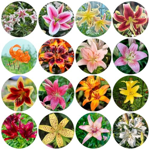 9 pcs lilien zwiebeln kaufen, lilien knollen, garten pflanzen blumenzwiebeln winterhart baumlilien zwiebeln blumen pflanzen für draußen winterhart, blumenzwiebeln kaufen seltene blumenzwiebel