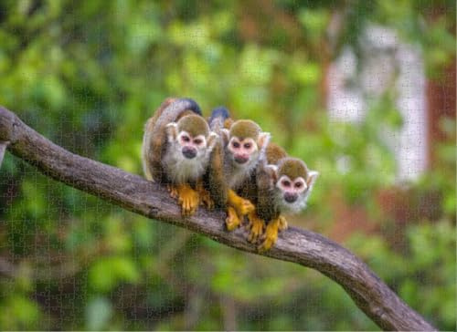Puzzles for Adults 1000 Pieces Jigsaw Puzzles Three Common Squirrel Monkeys Sitting a Tree Branch Puzzles Clearance Big Large Puzzles Difficult Cool Hard Puzzles for Adults