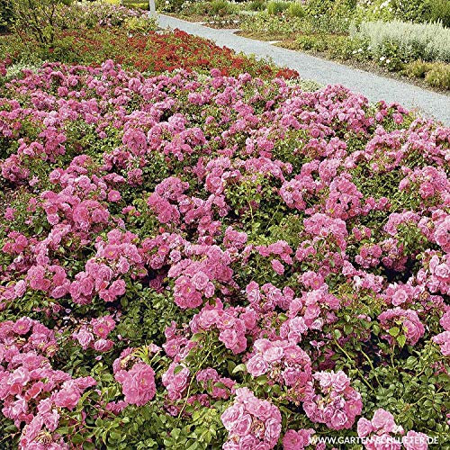 Rose Palmengarten Frankfurt- Bodendeckerrose tiefrosanen Blüten - Kleinstrauchrose Pflanze Winterhart Halbschattig von Garten Schlüter - Pflanzen in Top Qualität
