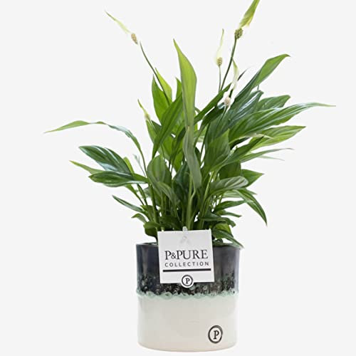 Peace Lily Plant Spathiphyllum With Pot, Real Indoor Houseplant for Office, Home, Bedroom, Kitchen, Clean Air, Live Plant Gift UK