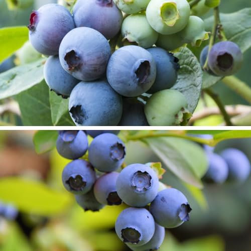 Blueberry Duo 'Patriot' and 'Goldtraube' - Early to Late Season Berries | Ornamental Fruit Shrubs for Acidic Soil - 2X 9cm Potted Plants by Thompson & Morgan