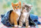 alles-meine.de GmbH Mini - Puzzle 80 Teile - süße Katze - Castorland/Tier Tiere Kinder Kinderpuzzle Minipuzzle Minipuzzles