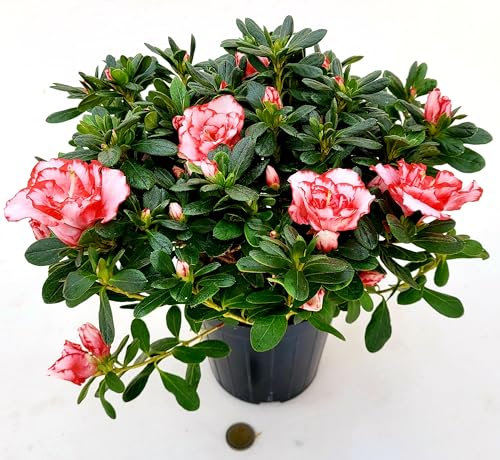 POWERS TO FLOWERS - AZALEA MATISS, vaso 14cm, pianta vera