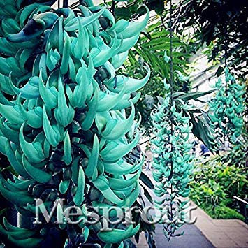 Graines de vin de jade en voie de disparition 'Strongylodon Macrobotrys et de fleurs Graines de fleurs bleues pour jardin domestique Paquet de 100 graines