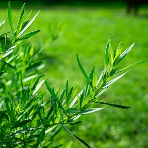 semillas de estragón orgánico, perennes estragón invierno, aromáticas cocina jardín orgánicas, balcón, 200pcs