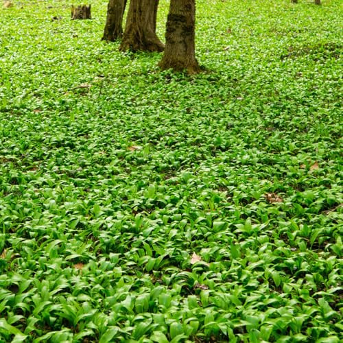 semillas de ajo silvestre orgánicas - jardín perennes resistentes productos sostenibles jardín semillas en raras 100pcs