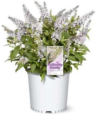 Perfect Plants Butterfly Candy Li'l Coconut Butterfly Bush in 1 Gallon Grower's Pot | Live White Blooming Flowering Shrub for Outdoors & Containers | Attracts Pollinators | Compact Plant | Zones 5-10