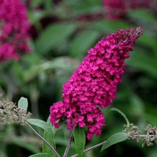 Plant Theory Royal Red Butterfly Bush Buddleja Davidii Shrub Plant 2L Pot