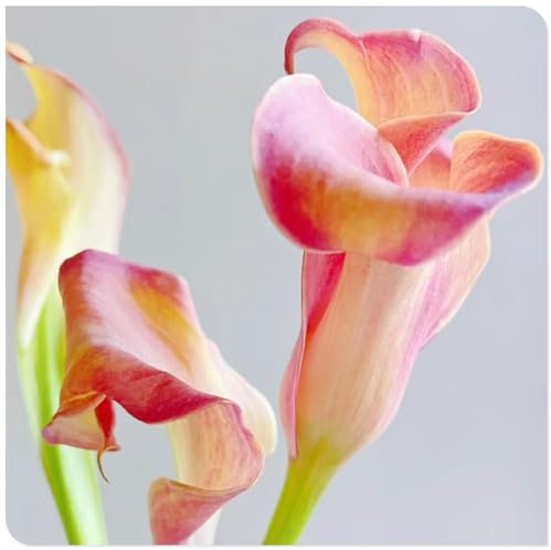 Calla Lily Zwiebeln -Winterhart zwiebeln -Bonsai -Pflanzen DIY Garten -Winterhart Mehrjährig