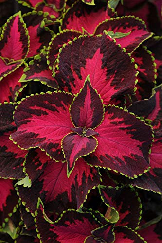 JustSeed - Flower - Coleus - Chocolate Covered Cherry - 10 Pelleted Seeds