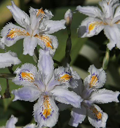 Bulbi da Fiore (3 X Iris japonica)