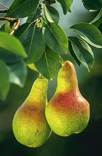 5 graines de Pyrus communis Bartlett POIRIER Seeds