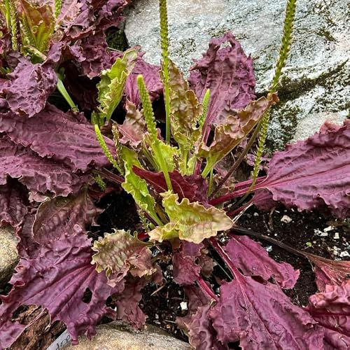 semillas de plátano ribwort, invierno, llantén, silvestres, regalos 200pcs