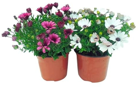 Dimorfoteca Margarita Exterior - Pack 2 Plantas - Margaritas Dimorphoteca Naturales con Flores de Colores