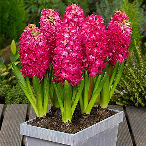 Millthorpe Plant Centre - 3,5,6 or 10 x 'Jan Bos' Red - Indoor Prepared Hyacinth - Free P&P (6)