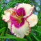 Hemerocallis bulbos,Azucenas plantas,bulbos de azucenas blancas olorosas,horticultura,plantas raras,resistentes,ornamentales,bulbos de hemerocallis,bulbos de azucenas.-15bulbos-B