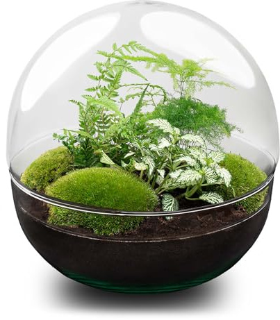 Kit DIY Terrarium • Dôme XL • Écosystème avec Plantes • ↑ 28 cm