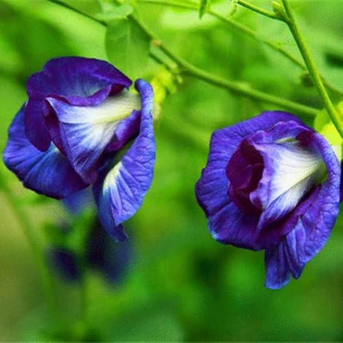 Semillas de Clitoria ternatea, semillas de guisante mariposa, raras variedades antiguas de jardín Decoración de jardín para exteriores 400pcs