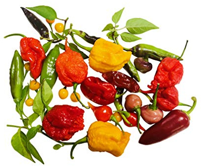 Chilisamen-Mix Bhut-Jolokia, Trinidad Scorpion (Ultra-Hot) 10 Arten zu jeweils 20 Samen + Anzuchtanleitung