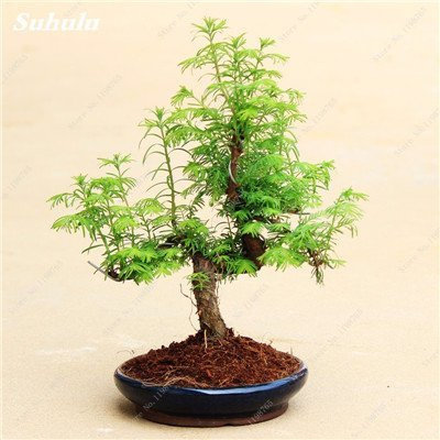 Happy Farm 30 Stück Mini Chinesisches Rotholz Samen Sequoia Bonsai-Baum Holly Samen der Stauden-Garten-Blumen Diy Gartenblumentöpfe 7 : Seeds Only