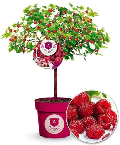 BALDUR Garten 2x Himbeer-Baum Raspbeary®, Pflanzen je im 4,6 Liter-Topf