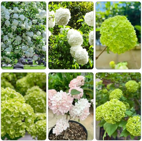hortensia bola de nieve - Viburnum opulus silvestres de interior semillas jardín decorativas semillas balcón exóticas balcón primavera jardín 100pcs