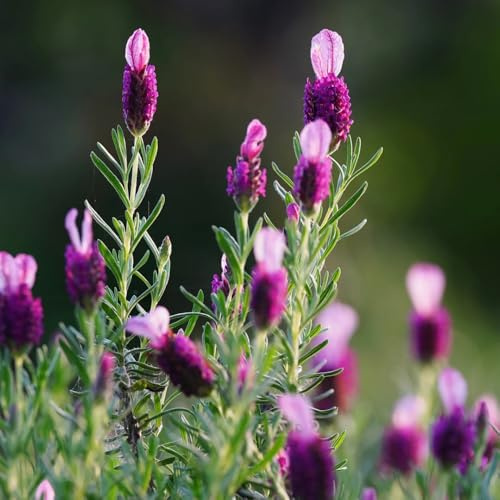 semi di lavanda - d'appartamento resistenti in vaso esotiche biologiche giardino decorazioni per 225pcs