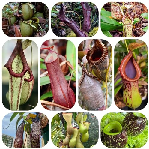 semi di carnivora - nepenthes - resistenti semi di carnivore, balcone resistenti decorazione giardino esterno, balcone 150pcs