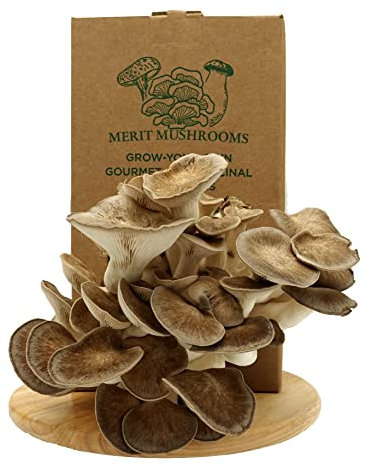Merit Mushrooms - Large Black Pearl Oyster Mushroom Growing Kit | Ready-to-Grow | Cut and Spray | Mushrooms in as Little as 2 Weeks | Grow Your Own Mushrooms