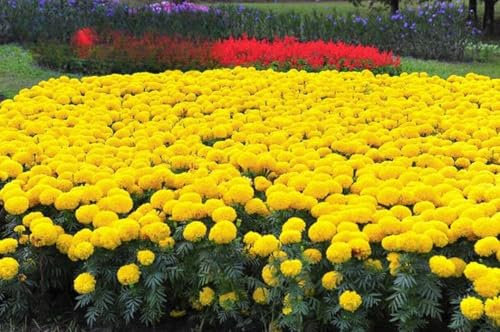 African Marigold ‘Mary Helen’ – 300 Seeds (Tagetes erecta) + Plant Tag + Freebie | Bright Yellow Annual Flower | Easy to Grow Garden Seeds for Beds, Borders & Pots