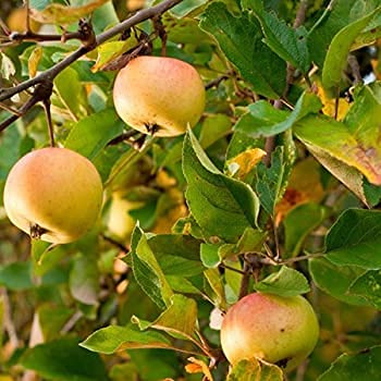 Huifang 40 piezas de semillas de fruta de manzana