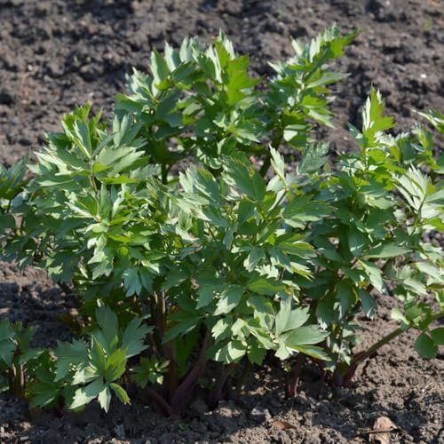 levistico - giardino da interno rare da giardino aromatiche per la cucina balcone vecchie varietà in vaso appartamento esotiche 150semi