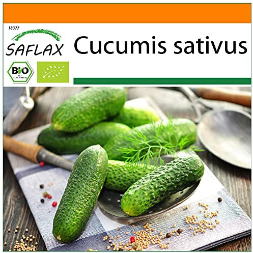 SAFLAX - - BIO - Cetriolo - Vorgebirgstraube - 15 semi - Cucumis sativus
