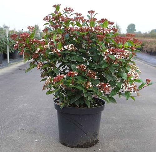 Viburno tino Viburnum tinus lentaggine pianta da siepe in vaso 2 litri h. 50/70 cm Vivaio di Castelletto