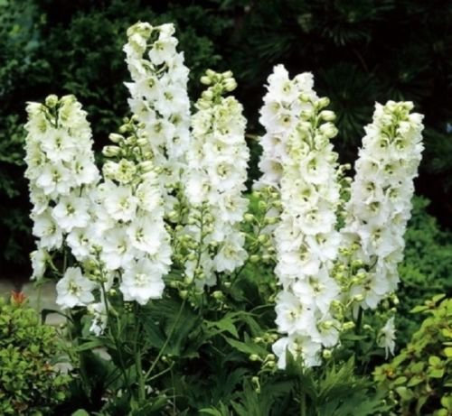 50 seeds - White King Delphinium Delphinium Consolida
