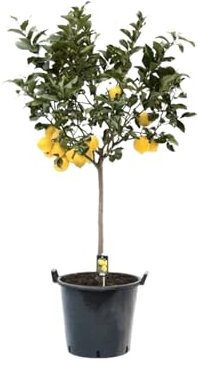 Beija-flores - Citronnier 4 saison Large H-70/110 cm