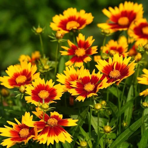 kokardenblume - gartenpflanzen balkon kräutergarten garten kokardenblume balkonpflanzen winterhart wildblumensamen exotische - Seltene 40samen