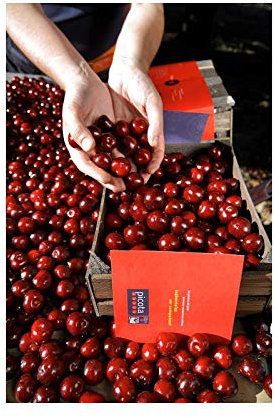 Arbol de Cerezo Picota Valle del Jerte con D.O.P de Viveros la Berrocosa Medida Maceta 22 cm Altura aprox.de 1,30 m. Cereza Roja