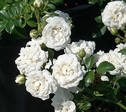 White Drift® Groundcover Rose - Live Plant - (1 QT)