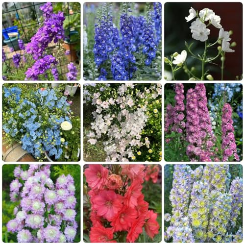 Semillas de Delphinium, jardín semillas de del delfinio, Las de jardín de rocas son resistentes 300pcs