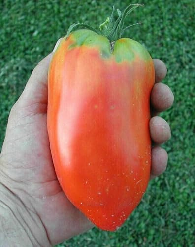 50 SEMI- POMODORO CORNO DELLE ANDE GIGANTE semi freschi