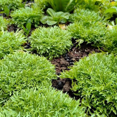semi di indivia resistenti in vaso da orto aromatiche da giardino semi di per appartamento balcone Acquista piantine invernali resistenti per 100semi