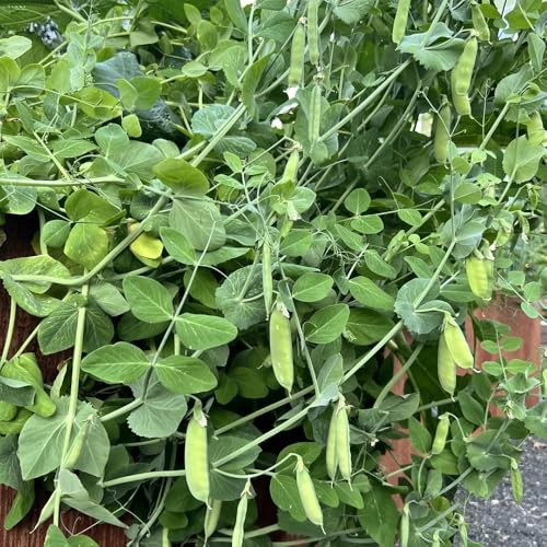 semillas de guisantes para en resistentes de guisantes orgánicos de balcón de invernadero de tradicionales 125pcs