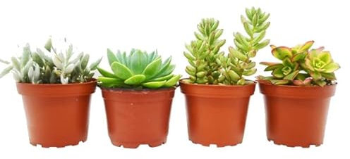 4 Mini Plantas Suculentas Fáciles de Cuidar y de Crecimiento Rápido