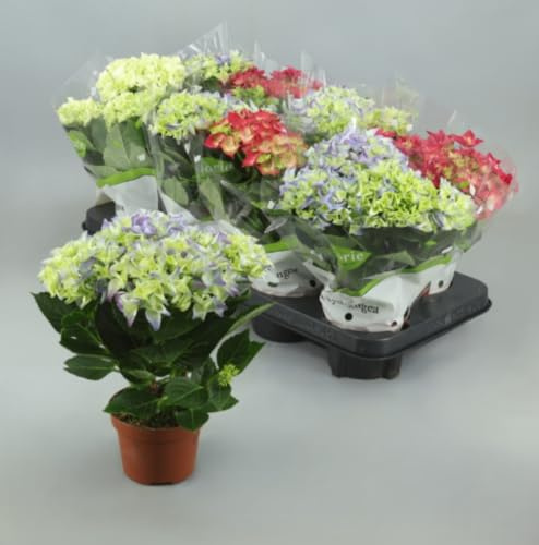 Pack de 8 plantas natural Hortensia, Hydrangea, 20 cm. Variadas en 3 colores. Arbusto ornamental con flores grandes, coloridas y muy decorativas. Segura Garden