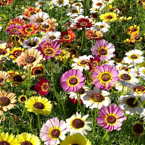 500 Samen Wucherblume Sommer-Margerite farbenfroher Mix Sommerblumen Blumensamen von der-kleine-gaertner