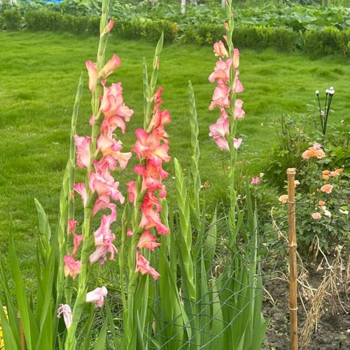 bulbi gladioli di ufficio di primavera giardino decorazione resistenti decorativi in riverdimento tetti balcone 3pcs