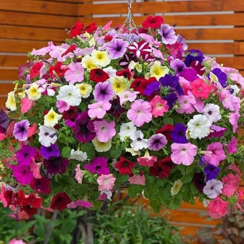 semillas de petunia en pie - balcón resistentes perennes 550pcs